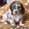 Cooper - UNDER DISCOUNT