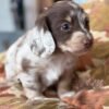 Cooper - UNDER DISCOUNT
