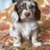 Cooper - UNDER DISCOUNT