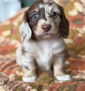Cooper - UNDER DISCOUNT
