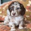 Cooper - UNDER DISCOUNT