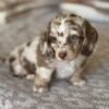 Daisy - UNDER DISCOUNT