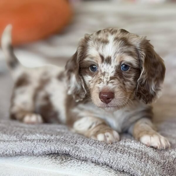 Daisy - UNDER DISCOUNT