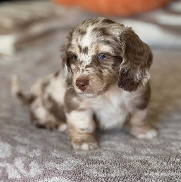 Daisy - UNDER DISCOUNT