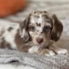 Daisy - UNDER DISCOUNT