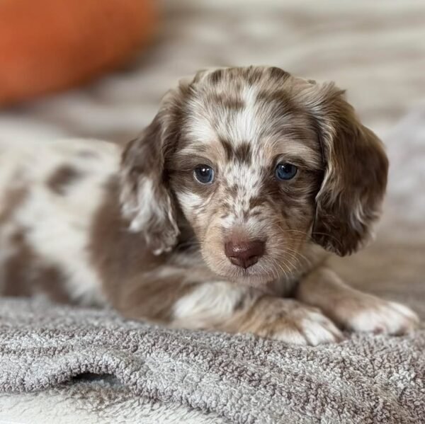 Daisy - UNDER DISCOUNT