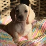 Bella - UNDER DISCOUNT