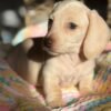 Bella - UNDER DISCOUNT