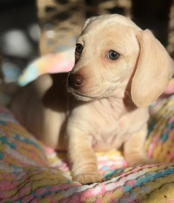 Bella - UNDER DISCOUNT