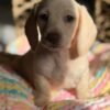 Bella - UNDER DISCOUNT