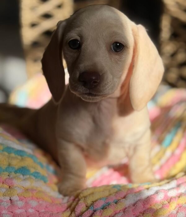 Bella - UNDER DISCOUNT