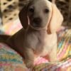 Bella - UNDER DISCOUNT