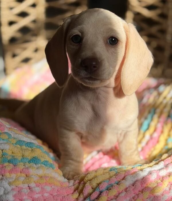 Bella - UNDER DISCOUNT