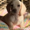 Bella - UNDER DISCOUNT