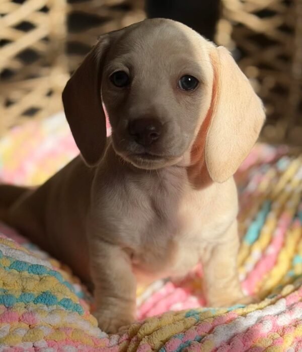 Bella - UNDER DISCOUNT