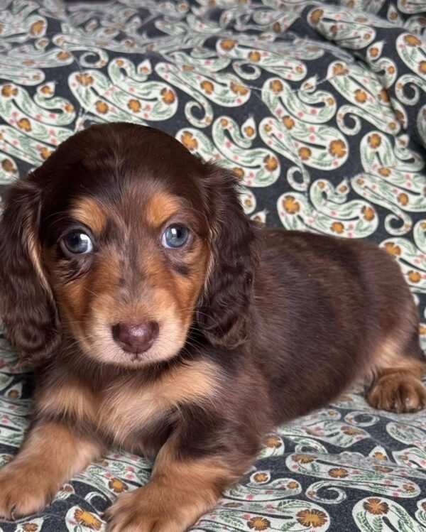 Milo - UNDER DISCOUNT