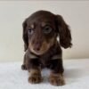 Bella - UNDER DISCOUNT