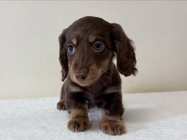 Bella - UNDER DISCOUNT