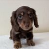 Bella - UNDER DISCOUNT