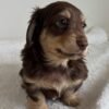 Dexter - UNDER DISCOUNT